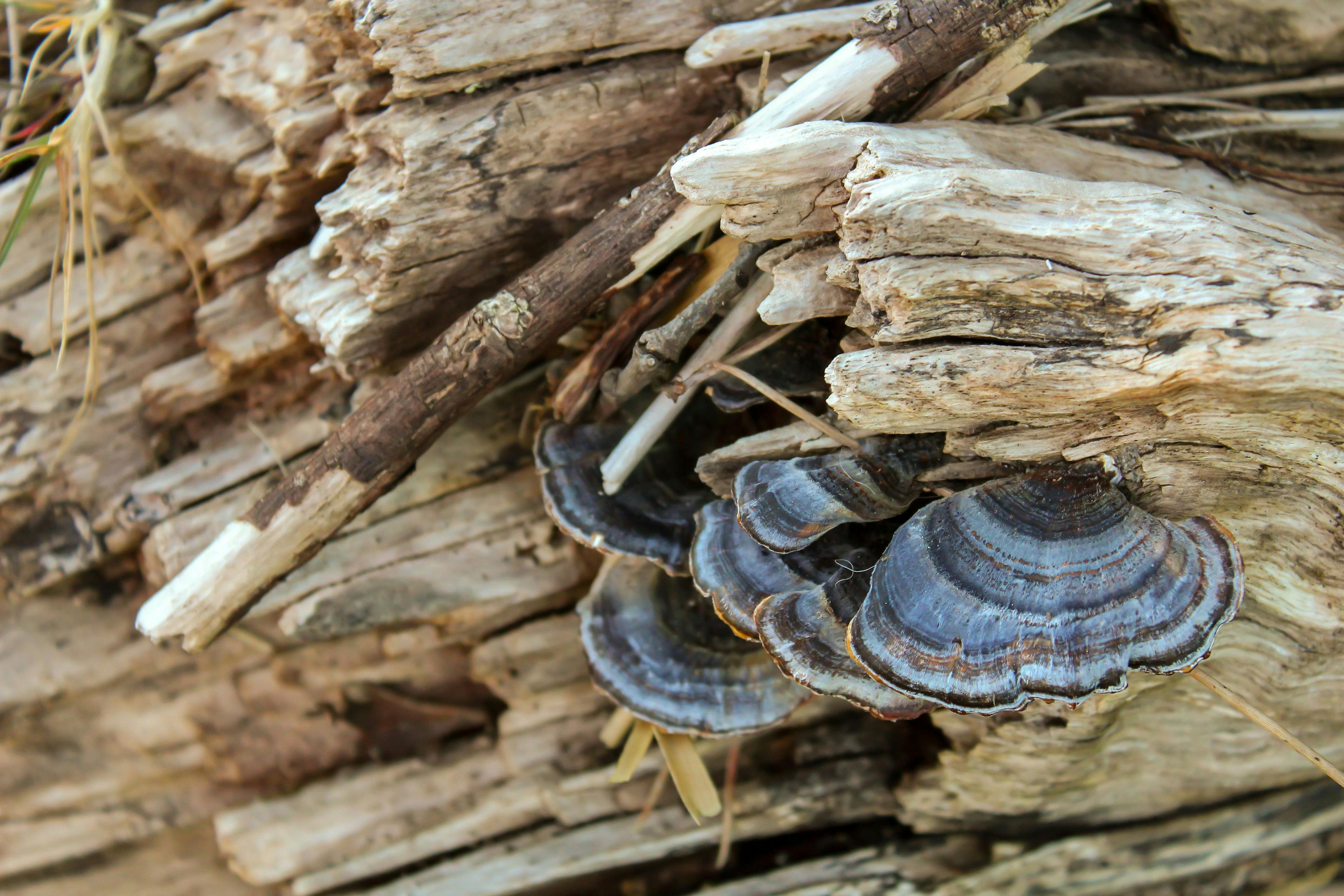 photo of wild mushrooms growing on a log