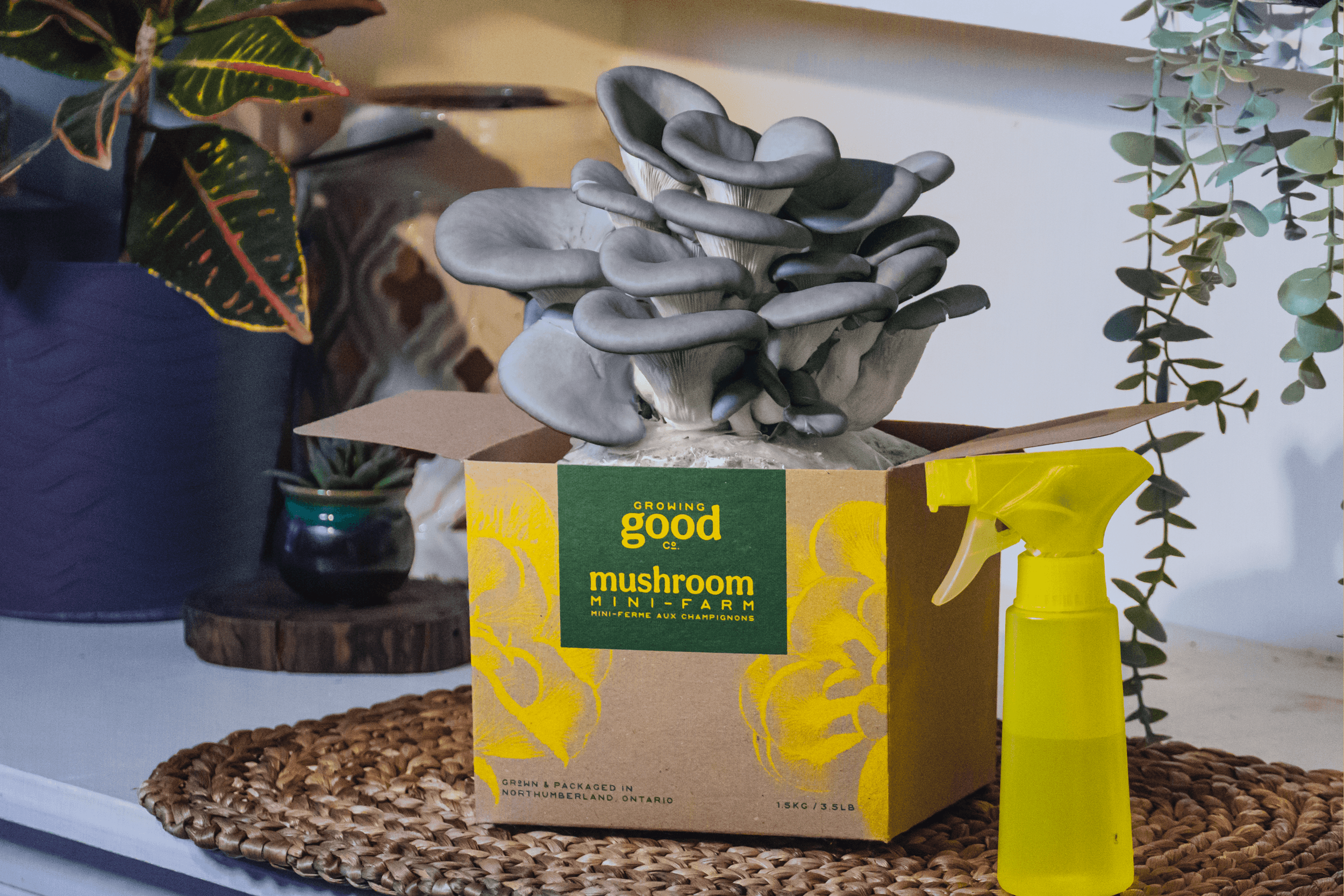 photo of blue oyster mushroom grow at home kit